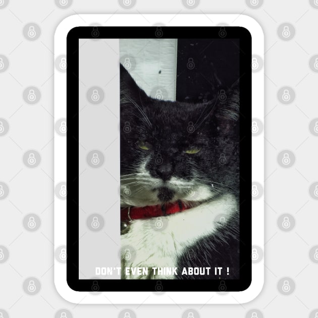 Guard cat on duty Sticker by Photography_fan